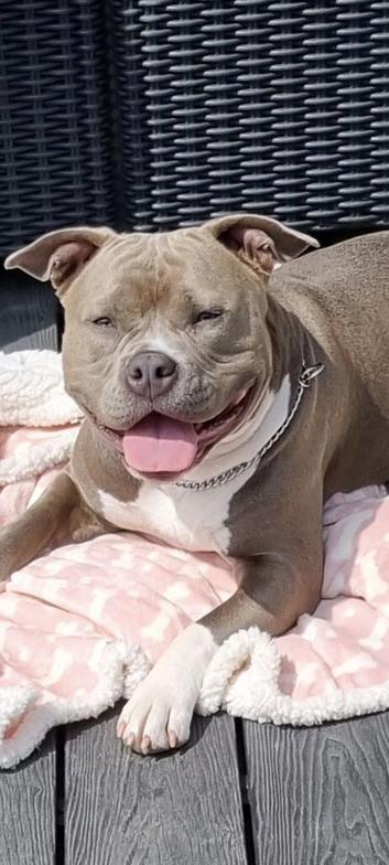 Staffys short legged type