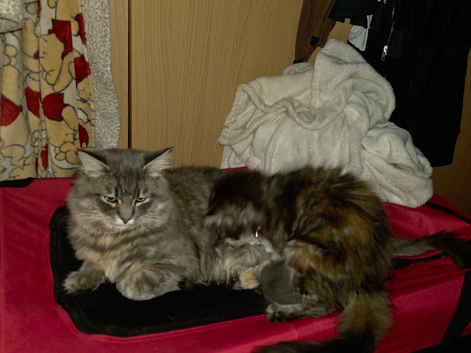 One male available