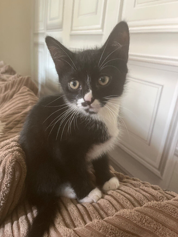kitten looking for forever home