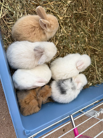 Mini Lop Rabbits