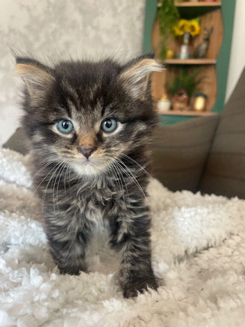 Five Gorgeous Kittens Looking for Their Forever Homes