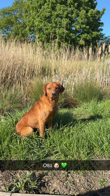 1 year old fox red male Labrador