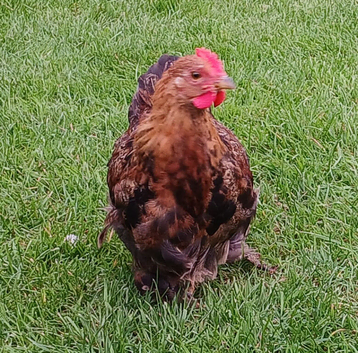 Pekin Cockerel Gold Partridge