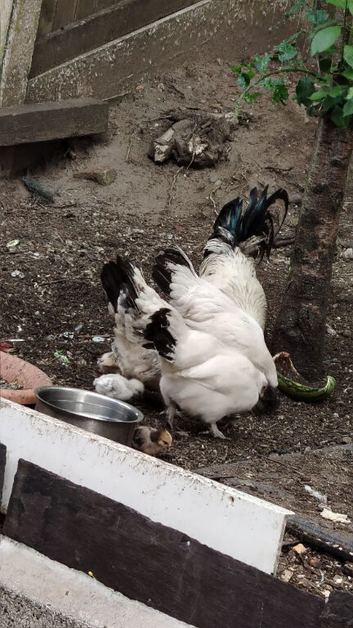 Hybrid family