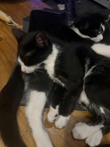 2 Beautiful Kittens (16 weeks) Looking for a home
