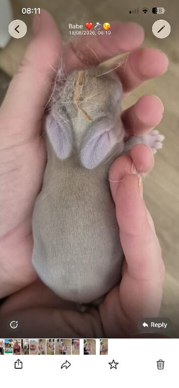Wait List Open - Pure Bred French Lops