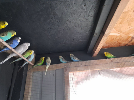Budgies