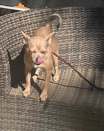 Lola - Chihuahua cross fox terrier 2 years old