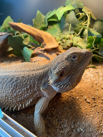 Female bearded dragon