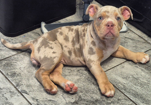 Olde English Bulldog Female
