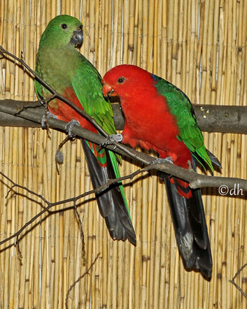 Australian King-Parrot