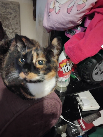 Cat forsale