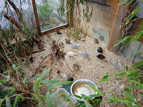 Proven Diamond Dove pair with 1 of their fledged chicks