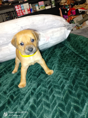 Mixed breed