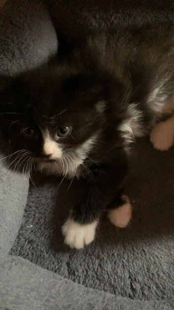 2 kittens 1 male 1 female