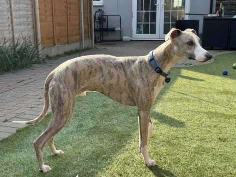 Stunning Blue Brindle Whippet Stud