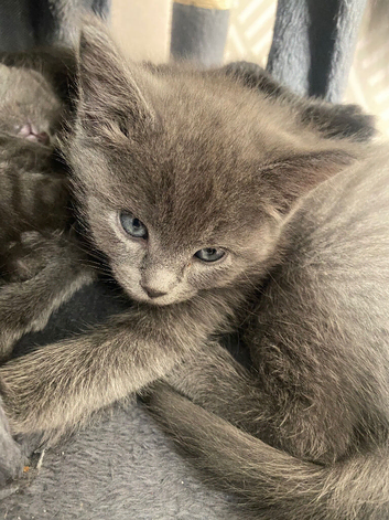 Beautiful ragdoll x American maincoon x Russian blue kittens.