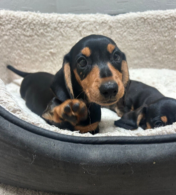 Miniature dachshund puppies