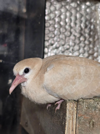 Doves for sale X2