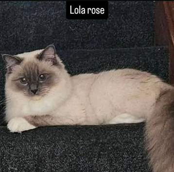 4 registered ragdoll boys