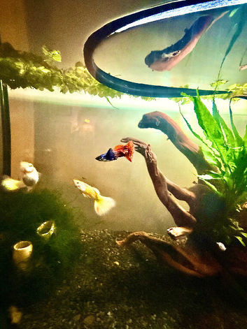 Guppy fry for sale - different colours and ages