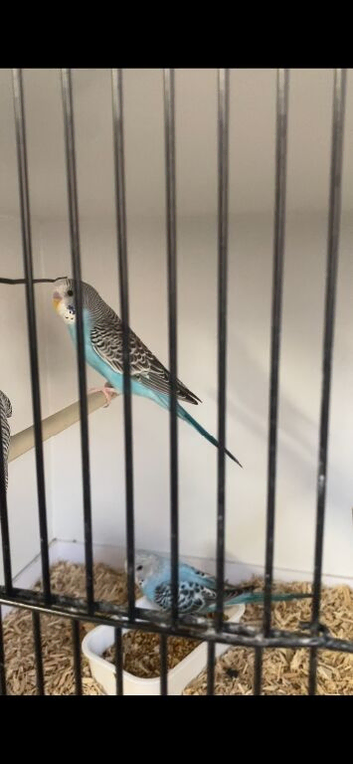 Budgies split blackwing