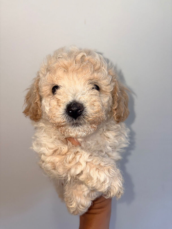 Two Adorable Puppies Looking for Their Forever Homes