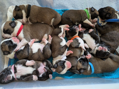 Rare BULL HERDER Puppies for sale!