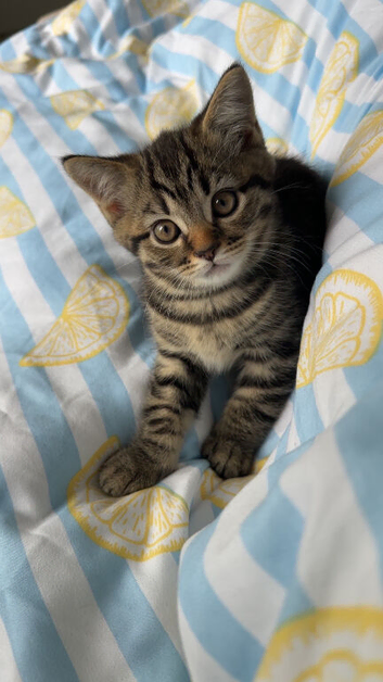 British short hair corss kittens