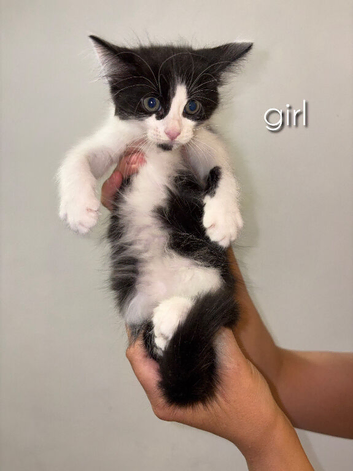 Adorable kittens for sale