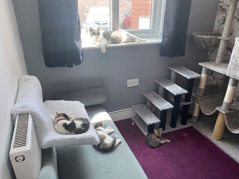 British short haired Tabico and Golden Tabby
