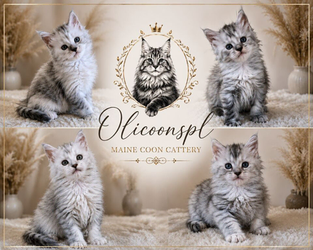 Tica high silver kittens