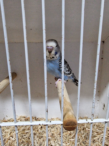 Baby budgies &pound;30 each