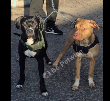 Puppies 9 months old