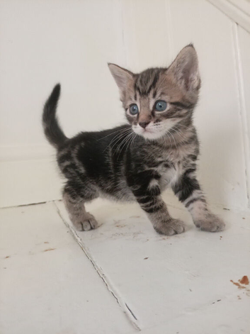 Tabby girl kitten for sale