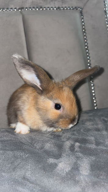 Mini lop