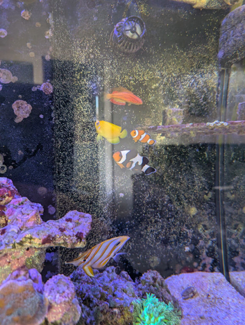 Marine fish for sale