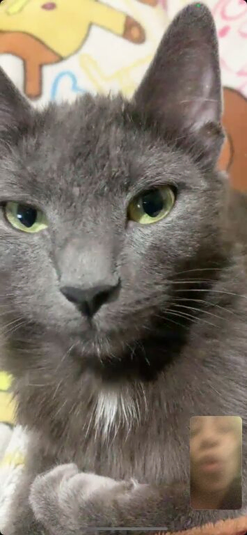 Beautiful rare cat