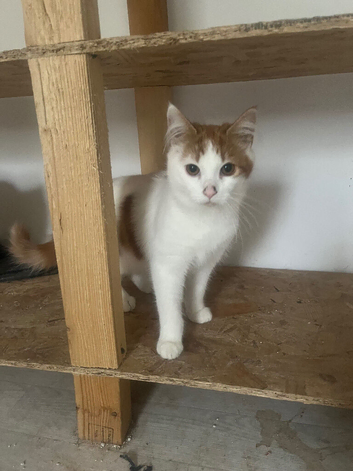 Cats for sale