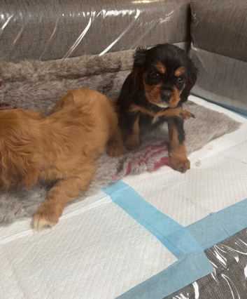 King Charles puppy&rsquo;s