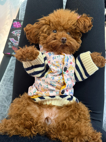 1.1 kg Korea poodle looking for home