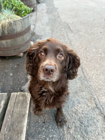 Cockerpoo puppy's two  beautiful boys