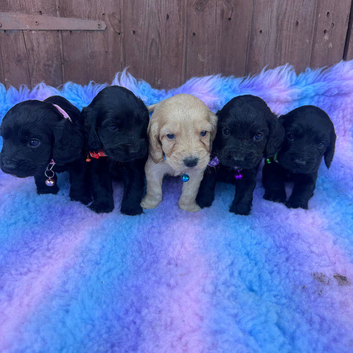show type cocker spaniel Puppy&rsquo;s