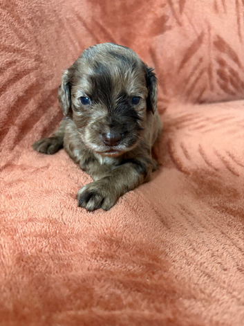 5 stunning cocker spaniel puppies