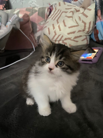 Long hair kitten