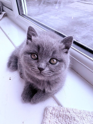 Two Bsh little girls one grey one grey/cream