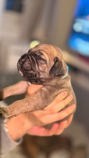 Cane corso X mixed breeds