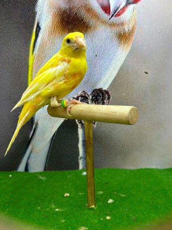Raza canary cock