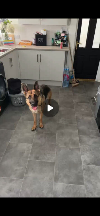 Girl german shepherd