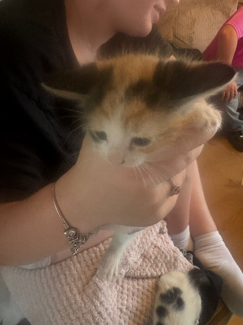 2 kittens